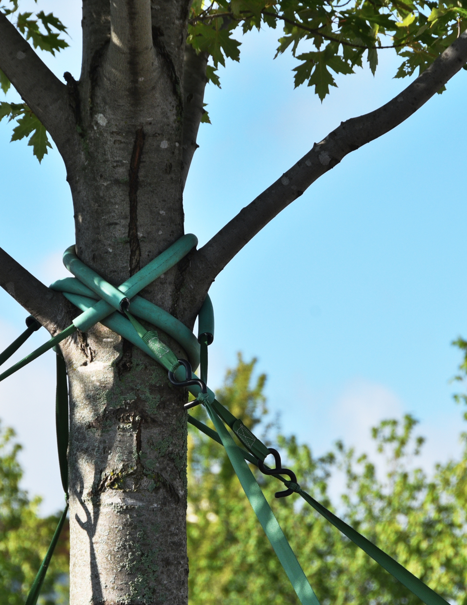 American Masters Tree Service Cabling & Bracing of trees