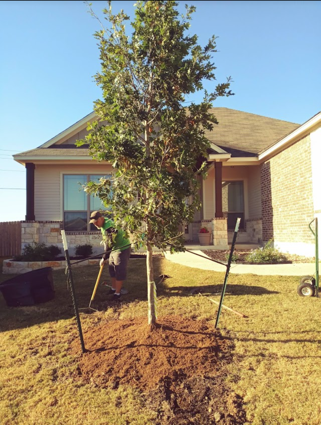 American Masters Tree Service team is planting a new tree at a residence