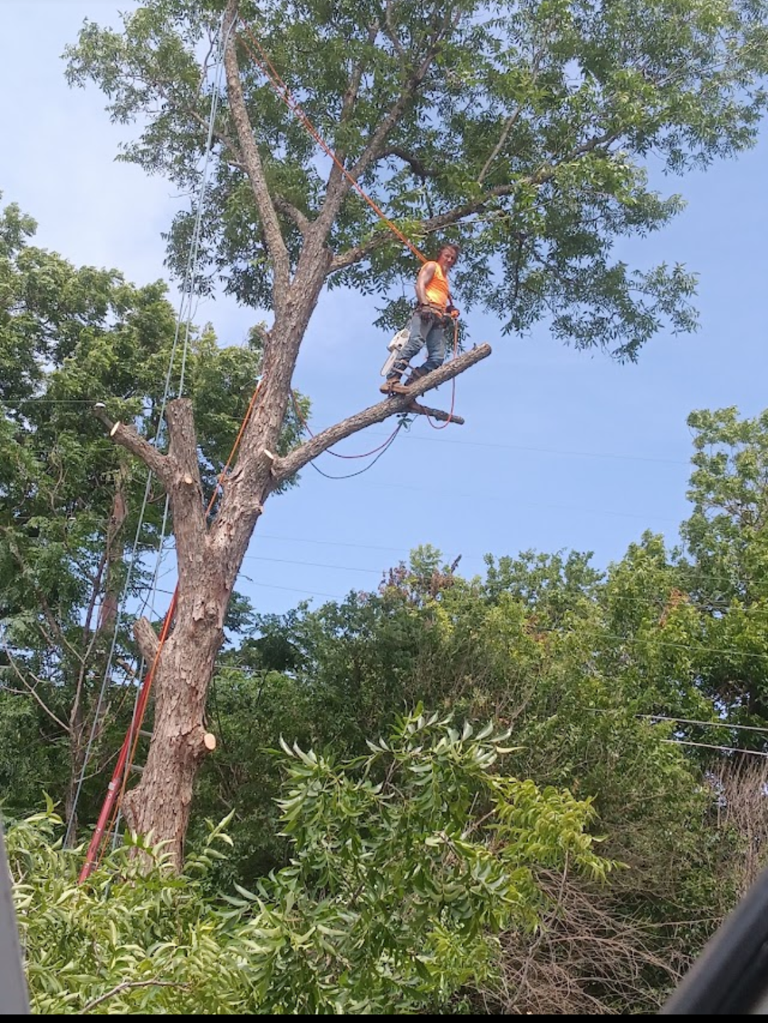 Emory and the team from American Masters Tree Service is removing tree limbs that can cause potential issues.