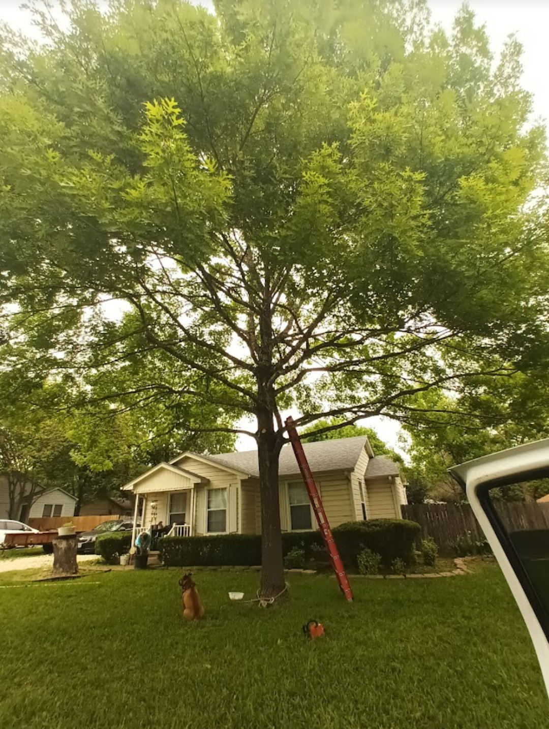 American Masters Tree Service setting up service to pruning a tree at a residence